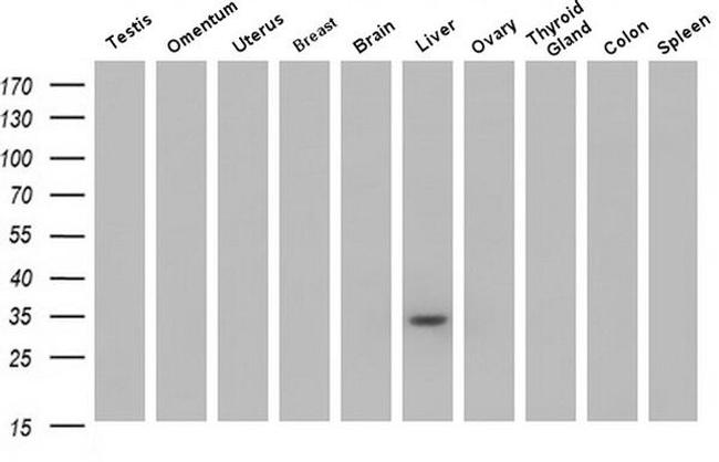 Livin Antibody in Western Blot (WB)