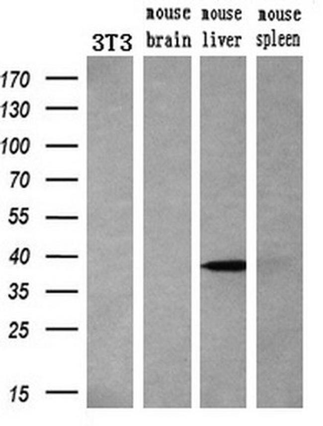 Livin Antibody in Western Blot (WB)