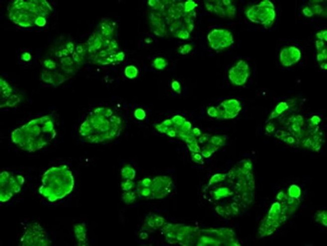 Livin Antibody in Immunocytochemistry (ICC/IF)