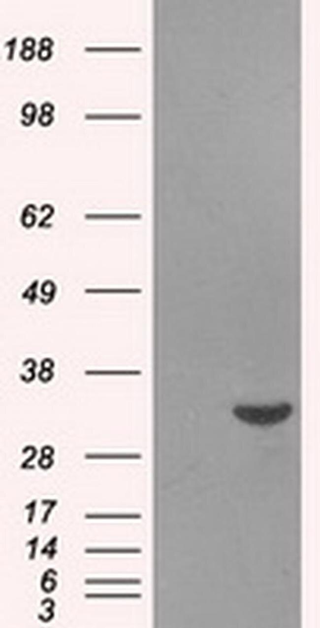 Livin Antibody in Western Blot (WB)