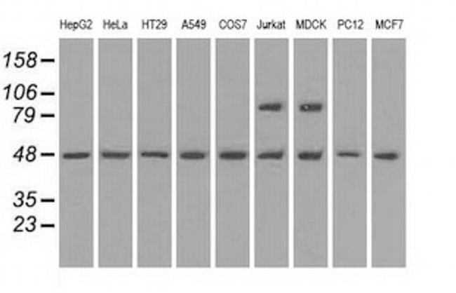 MAN1 Antibody in Western Blot (WB)