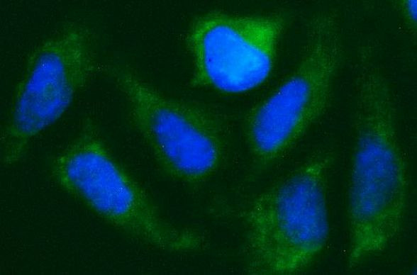 CISD1 Antibody in Immunocytochemistry (ICC/IF)