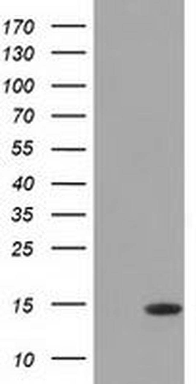 CISD1 Antibody in Western Blot (WB)