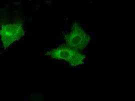 PSMC3 Antibody in Immunocytochemistry (ICC/IF)