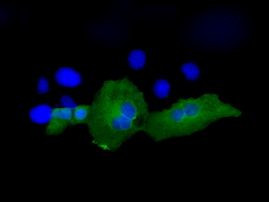 PSMC3 Antibody in Immunocytochemistry (ICC/IF)