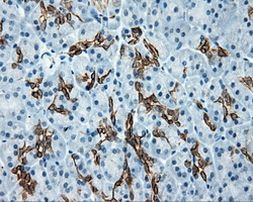 Serine racemase Antibody in Immunohistochemistry (Paraffin) (IHC (P))