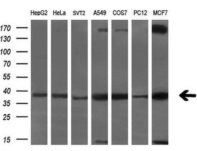 Serine racemase Antibody in Western Blot (WB)