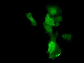 Annexin A11 Antibody in Immunocytochemistry (ICC/IF)