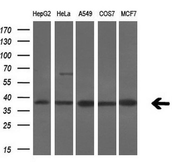 Serine racemase Antibody in Western Blot (WB)