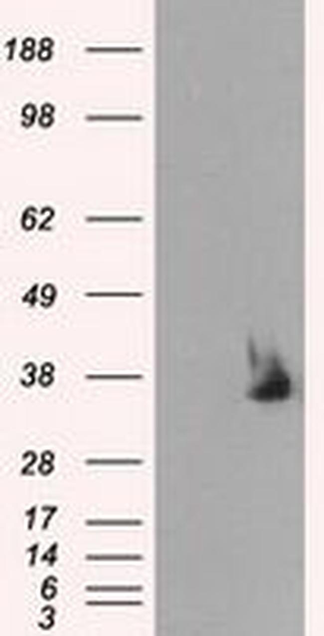 Serine racemase Antibody in Western Blot (WB)