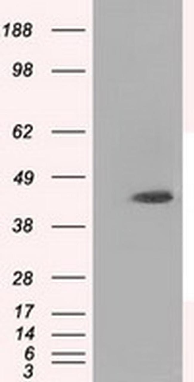 RF1ML Antibody in Western Blot (WB)