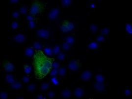 NPR3 Antibody in Immunocytochemistry (ICC/IF)