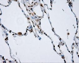 NPR3 Antibody in Immunohistochemistry (Paraffin) (IHC (P))