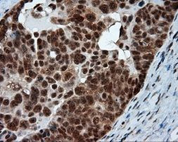 NPR3 Antibody in Immunohistochemistry (Paraffin) (IHC (P))