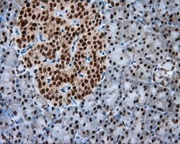 NPR3 Antibody in Immunohistochemistry (Paraffin) (IHC (P))