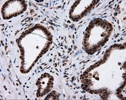 NPR3 Antibody in Immunohistochemistry (Paraffin) (IHC (P))