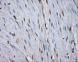 NPR3 Antibody in Immunohistochemistry (Paraffin) (IHC (P))