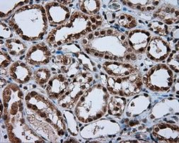 NPR3 Antibody in Immunohistochemistry (Paraffin) (IHC (P))