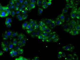 PTPRE Antibody in Immunocytochemistry (ICC/IF)