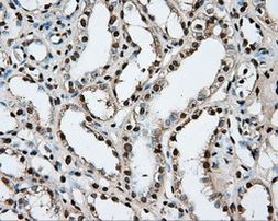 PTPRE Antibody in Immunohistochemistry (Paraffin) (IHC (P))