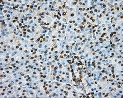 PTPRE Antibody in Immunohistochemistry (Paraffin) (IHC (P))