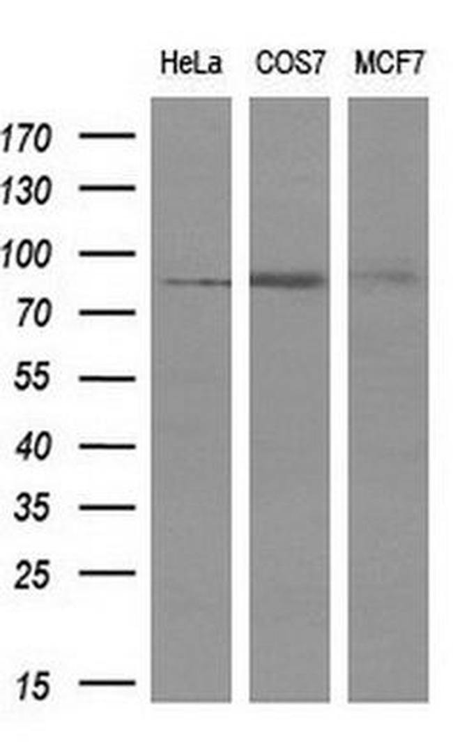 PTPRE Antibody in Western Blot (WB)