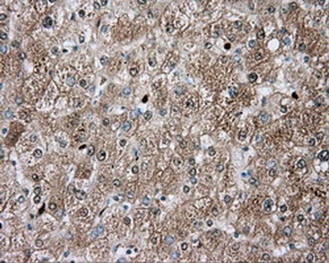 TPMT Antibody in Immunohistochemistry (Paraffin) (IHC (P))