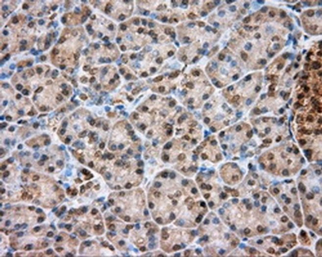 TPMT Antibody in Immunohistochemistry (Paraffin) (IHC (P))