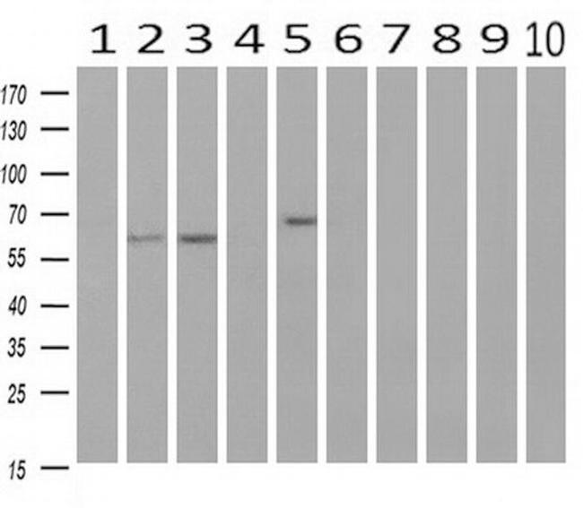 RIC8A Antibody in Western Blot (WB)