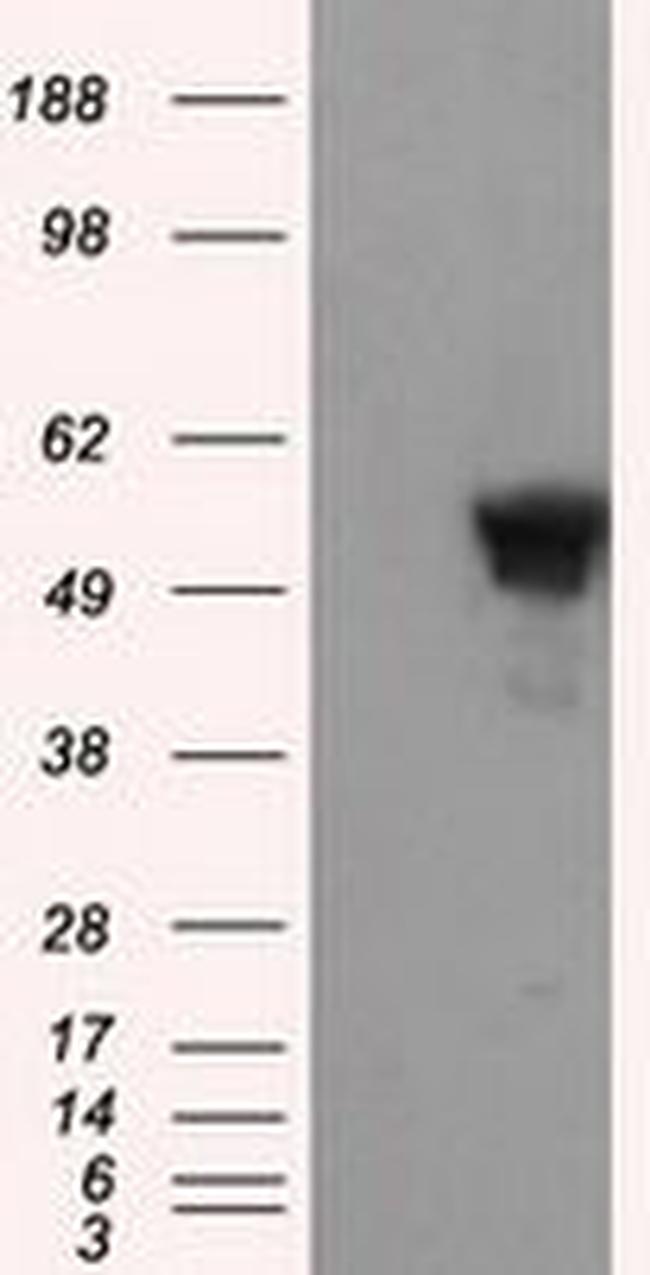 SHC Antibody in Western Blot (WB)