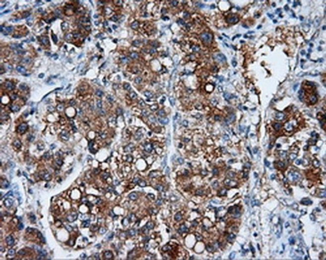 NME4 Antibody in Immunohistochemistry (Paraffin) (IHC (P))