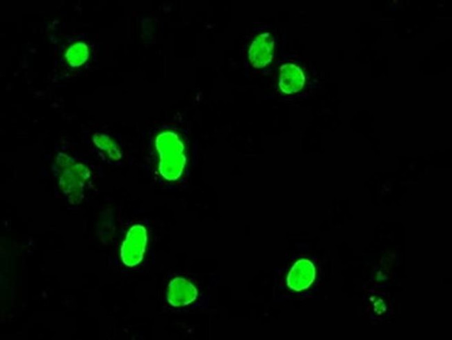 DNTTIP1 Antibody in Immunocytochemistry (ICC/IF)