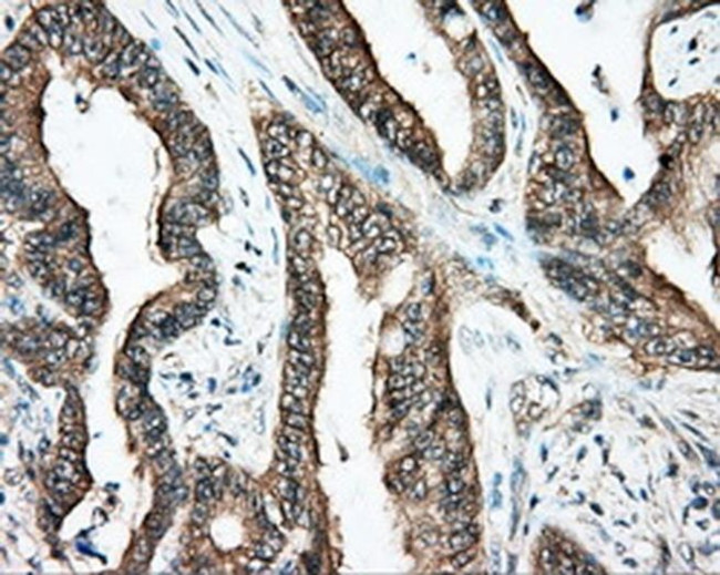 DNTTIP1 Antibody in Immunohistochemistry (Paraffin) (IHC (P))