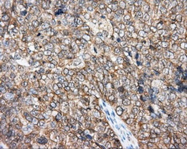 DNTTIP1 Antibody in Immunohistochemistry (Paraffin) (IHC (P))