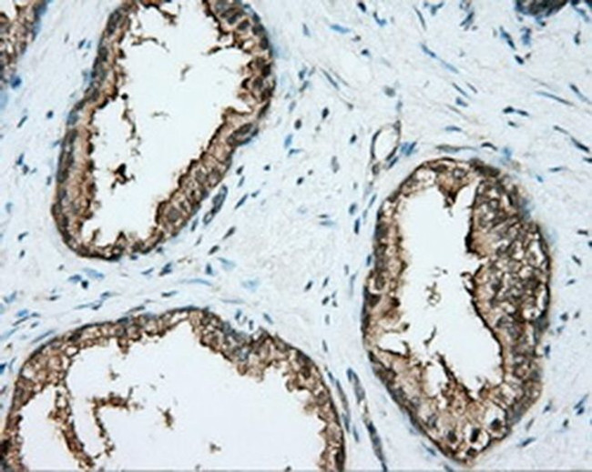 DNTTIP1 Antibody in Immunohistochemistry (Paraffin) (IHC (P))