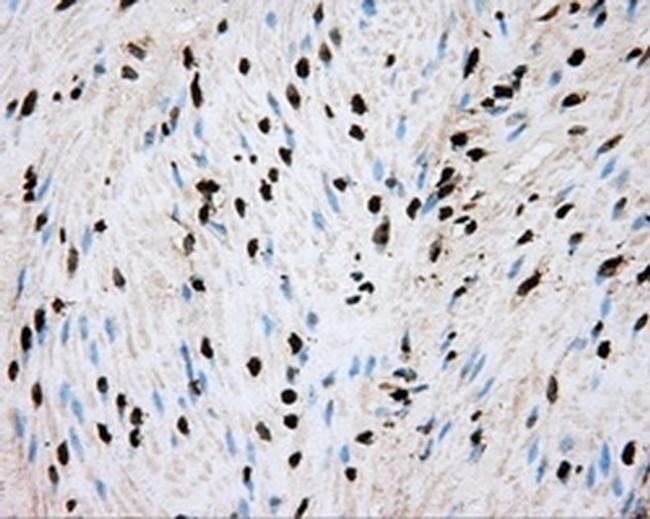 BMAL1 Antibody in Immunohistochemistry (Paraffin) (IHC (P))