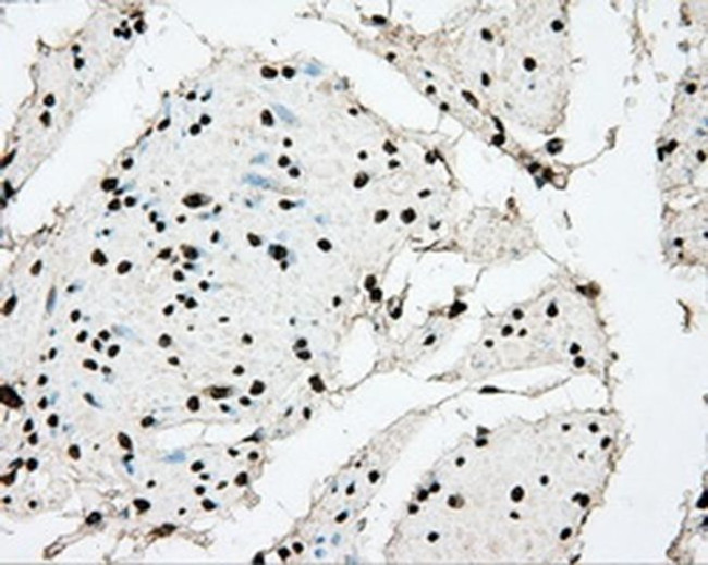 BMAL1 Antibody in Immunohistochemistry (Paraffin) (IHC (P))