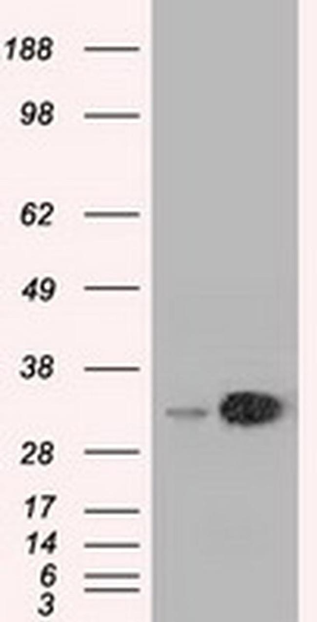 EMG1 Antibody in Western Blot (WB)