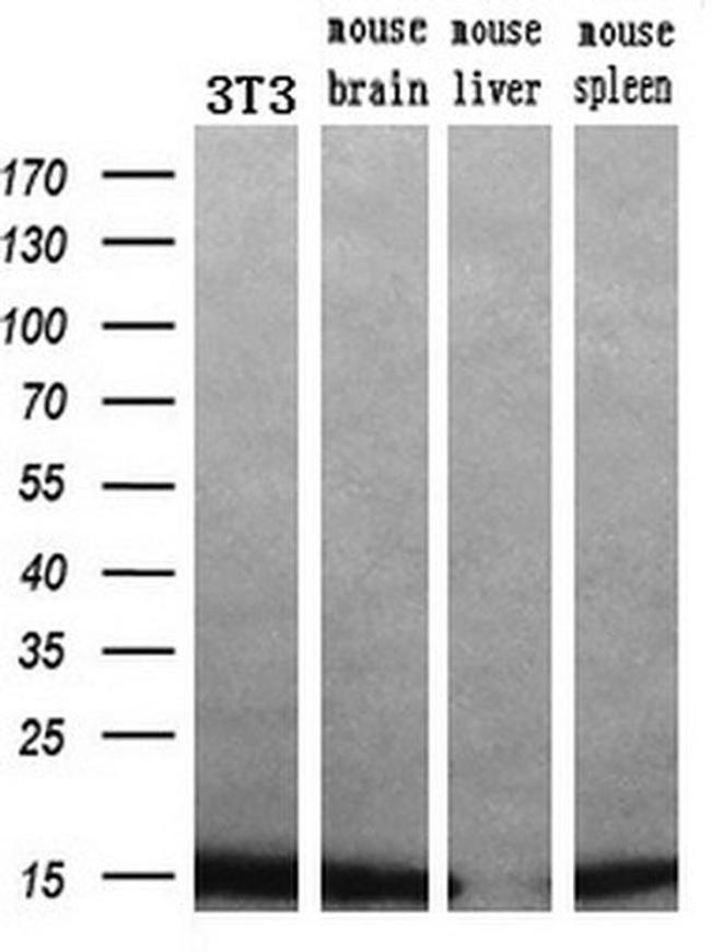 Profilin 1 Antibody in Western Blot (WB)