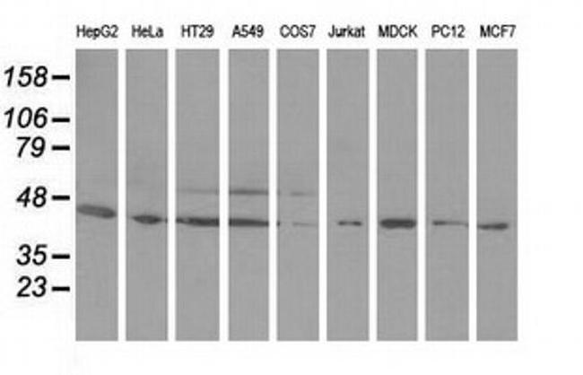 ODC1 Antibody in Western Blot (WB)
