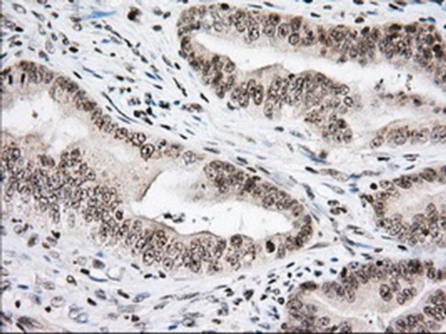 USP5 Antibody in Immunohistochemistry (Paraffin) (IHC (P))