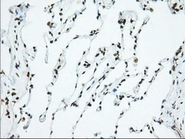 USP5 Antibody in Immunohistochemistry (Paraffin) (IHC (P))