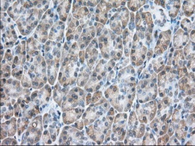 USP5 Antibody in Immunohistochemistry (Paraffin) (IHC (P))