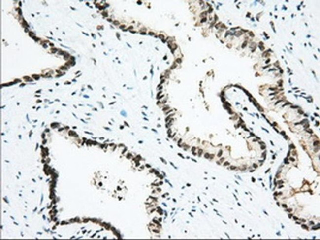 USP5 Antibody in Immunohistochemistry (Paraffin) (IHC (P))