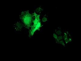 FHL1 Antibody in Immunocytochemistry (ICC/IF)