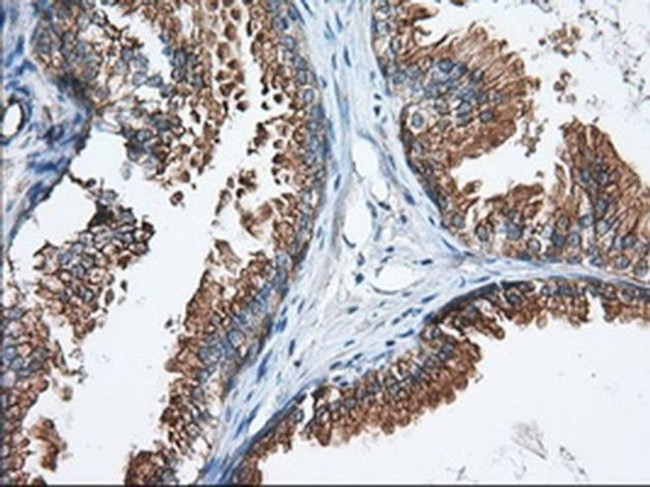 GRASP65 Antibody in Immunohistochemistry (Paraffin) (IHC (P))