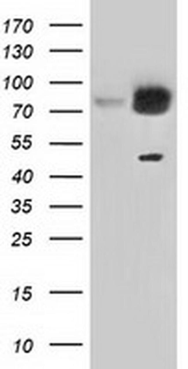 GRASP65 Antibody in Western Blot (WB)