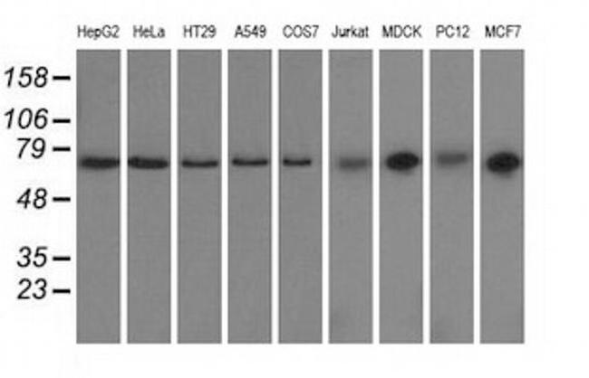 GRASP65 Antibody in Western Blot (WB)