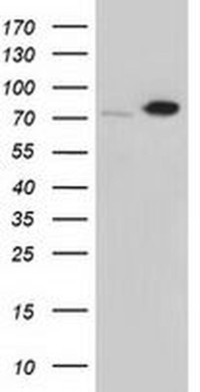 SNX9 Antibody in Western Blot (WB)