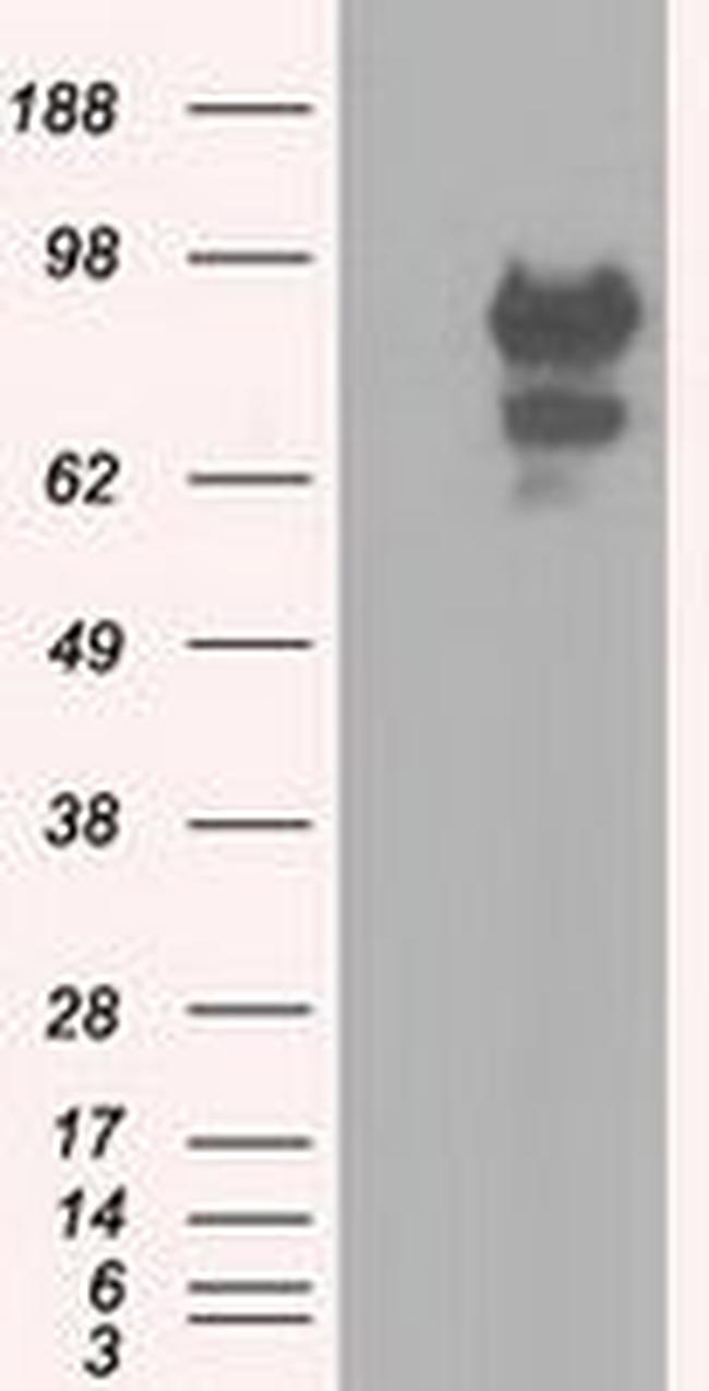 SNX9 Antibody in Western Blot (WB)